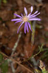 Georgia aster